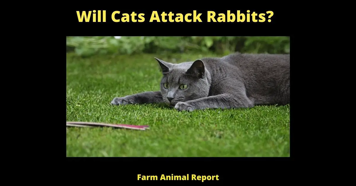 Will Cats Attack Rabbits? 3
