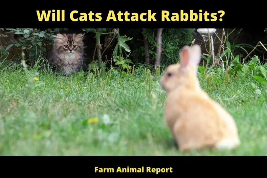 Will Cats Attack Rabbits?