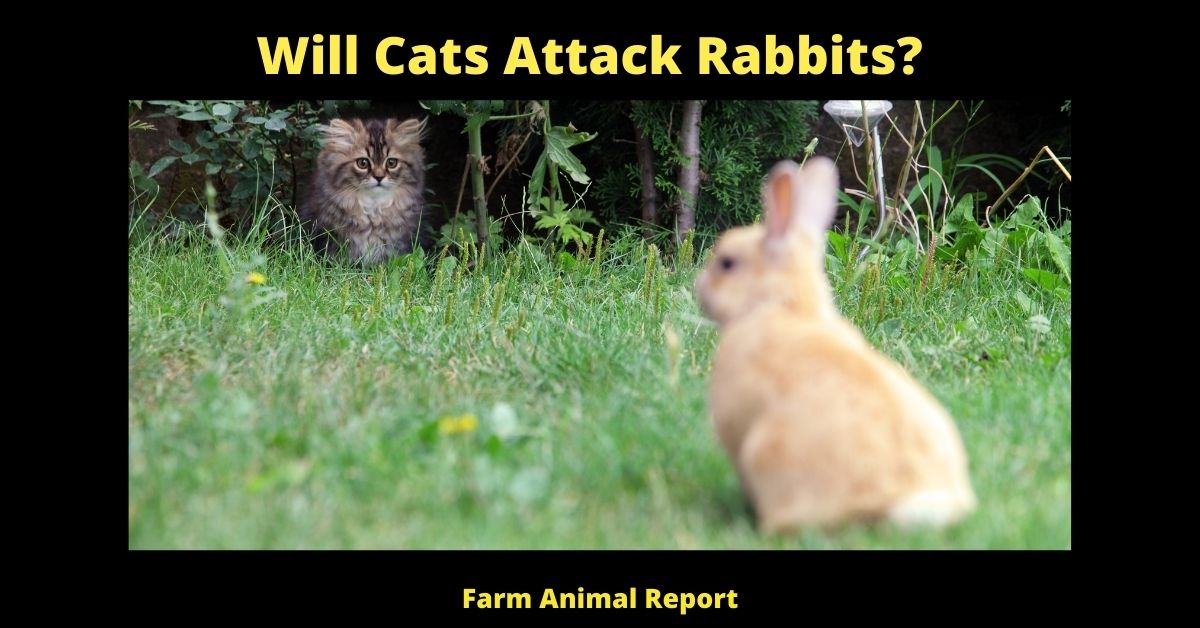 Will Cats Attack Rabbits? Farm Animal Report