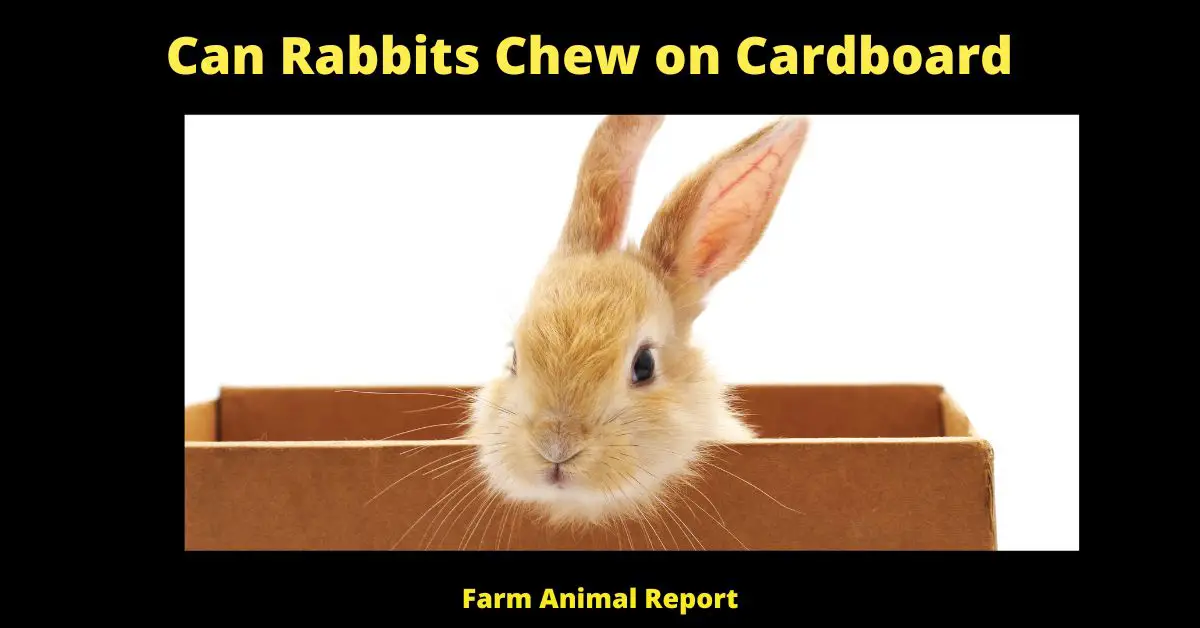 7 Benefits: Can Rabbits Chew on Cardboard? 1