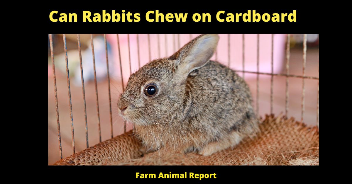 7 Benefits: Can Rabbits Chew on Cardboard? 2