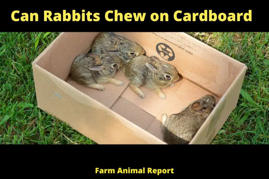 Can Rabbits Chew on Cardboard