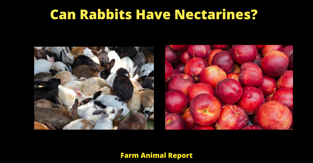 Can Rabbits Eat Nectarines