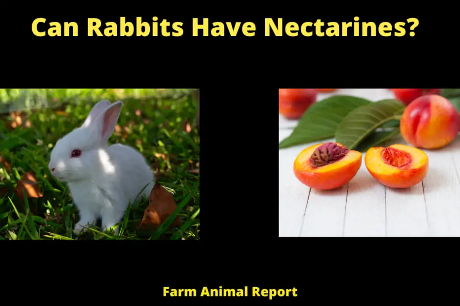 Can Rabbits Have Nectarines?