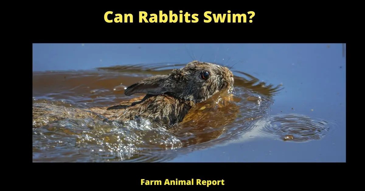 Buoyant: Can Rabbits Swim? 1