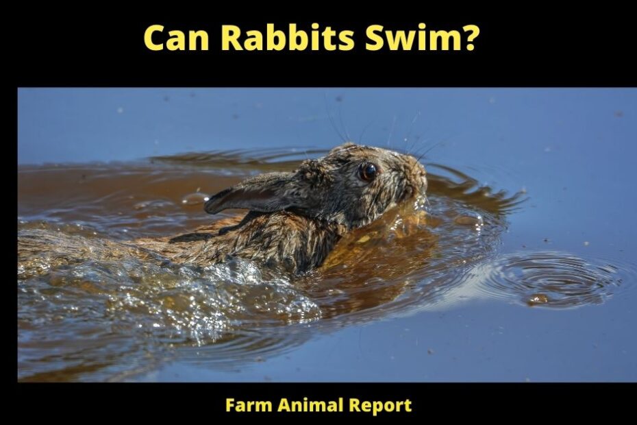 Can Rabbits Swim?