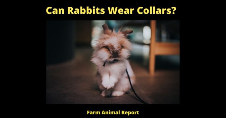 Rabbits With Collars | Can A Rabbit Wear A Collar (2024