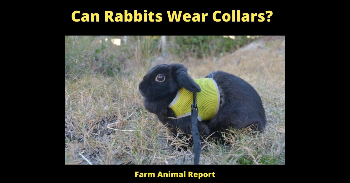Can a Rabbit Wear a Collar? (Micro-Chip,Tatoo, ID's, Collars) 2