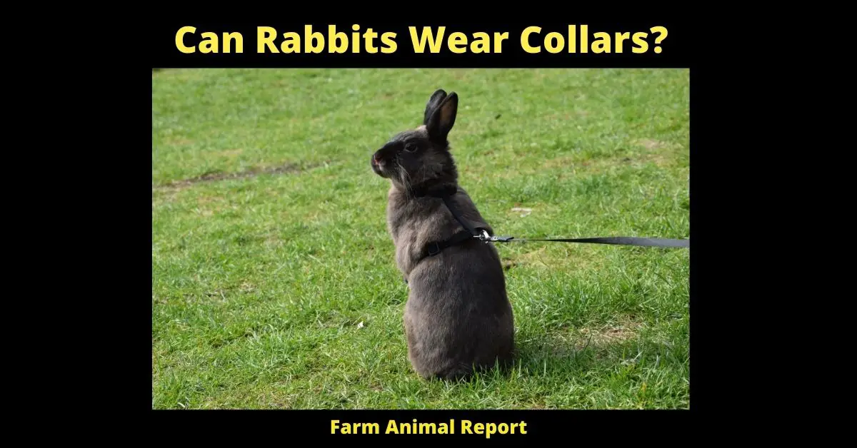 Can a Rabbit Wear a Collar? (Micro-Chip,Tatoo, ID's, Collars) 4