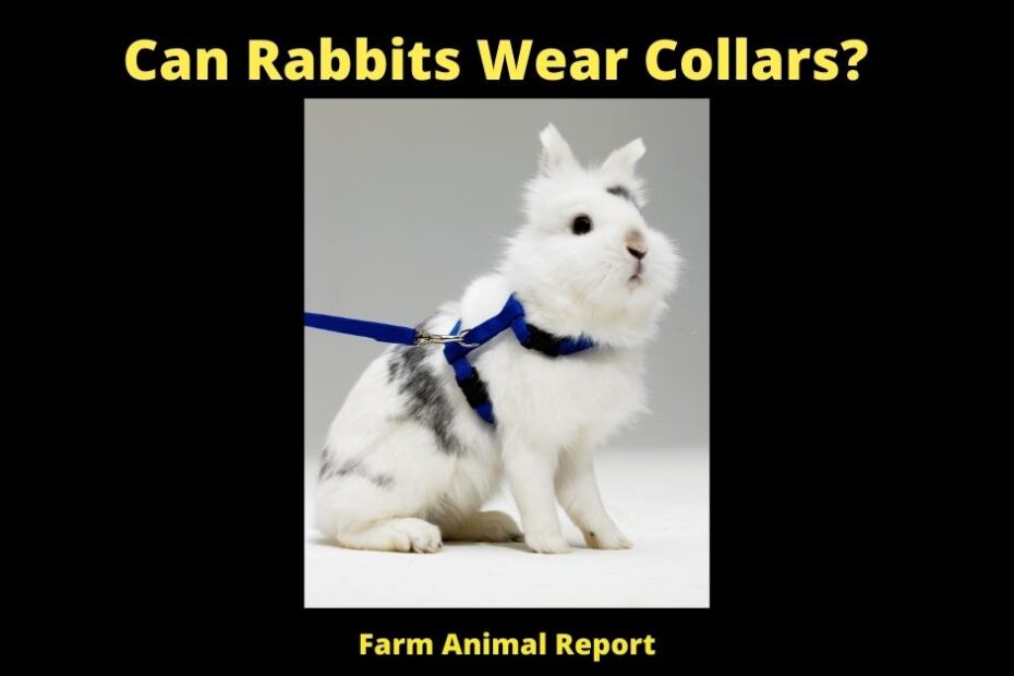 Can Rabbits Wear Collars? can a rabbit wear a collar can i put a collar on my rabbit can you put a collar on a rabbit rabbit with collar rabbit collars can you put a harness on a rabbit