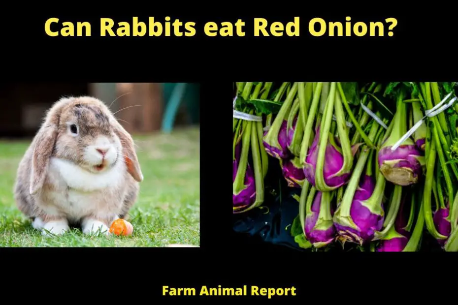 Can Rabbits eat Red Onion? 