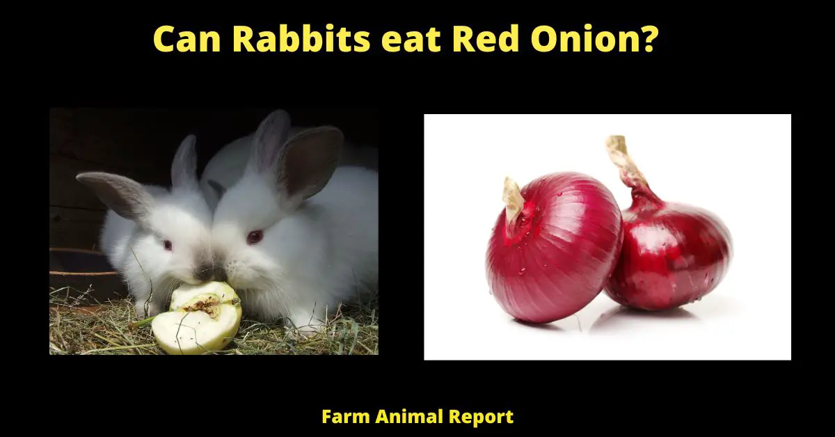 9 Negatives: Can Rabbits eat Red Onions? 2