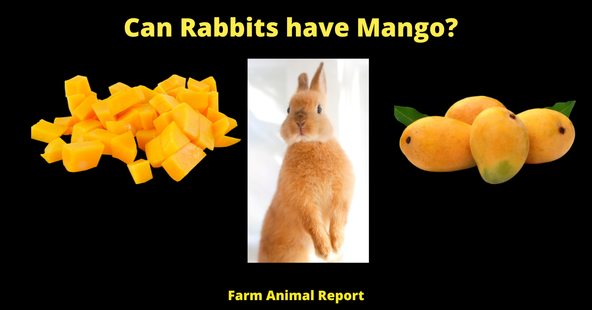 Can Rabbits Eat Mangoes |Mango | Rabbits 1