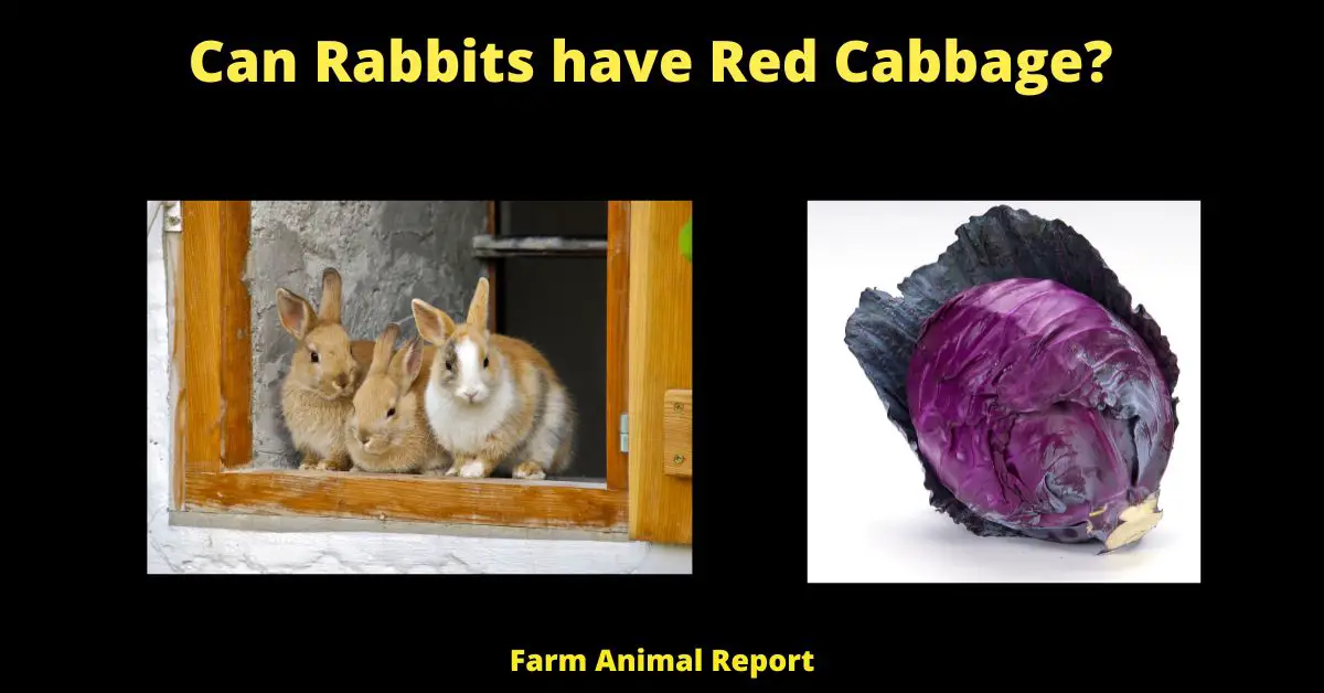 7 Healthy Facts: Can Rabbits Eat Red Cabbage | Rabbits | Cabbage 1