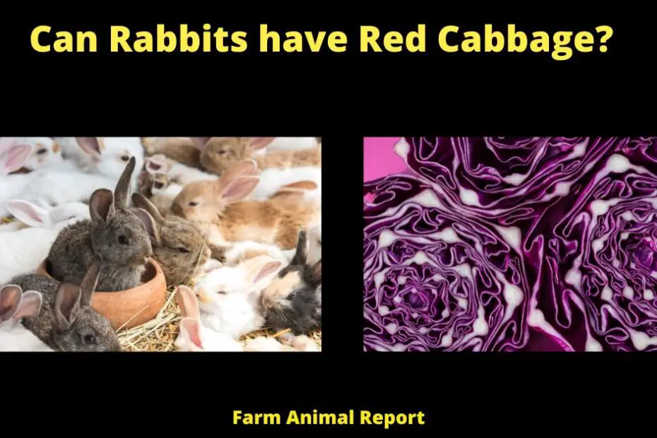 Can Rabbits have Red Cabbage?