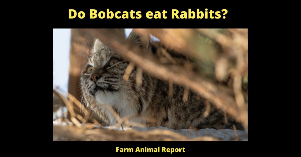 Do Bobcats eat Rabbits? 1