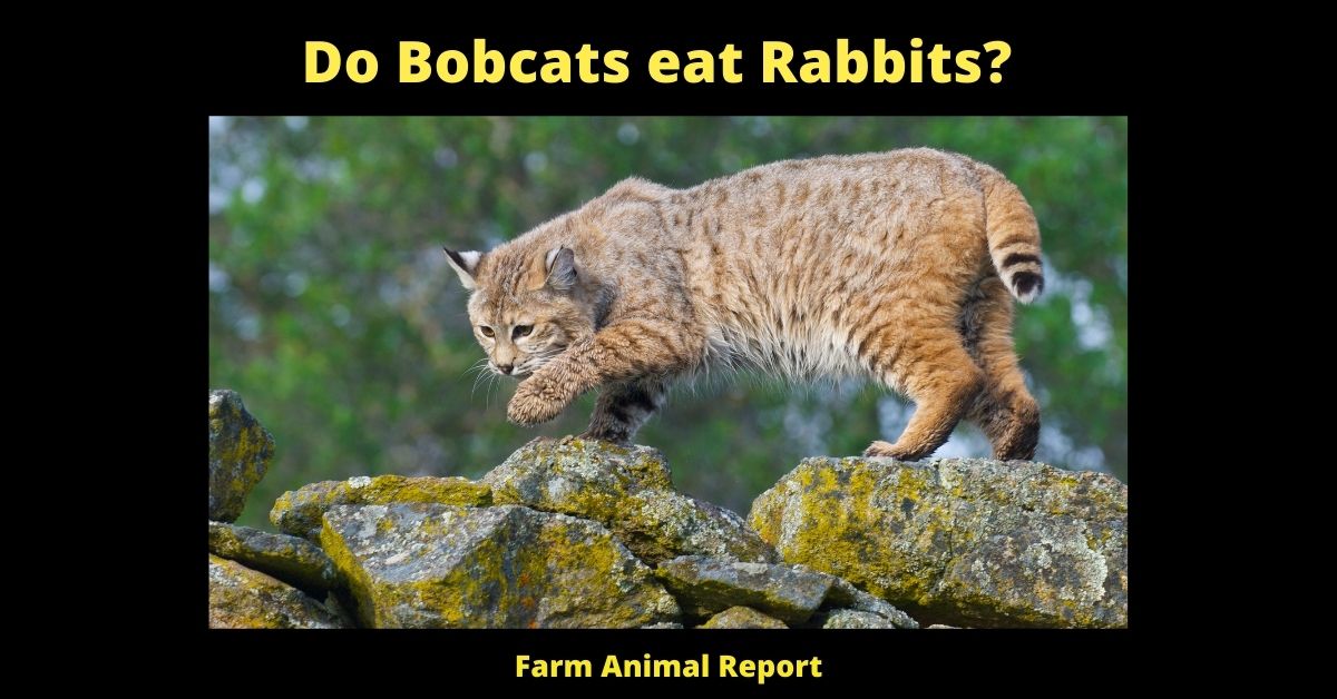 Do Bobcats eat Rabbits? 2