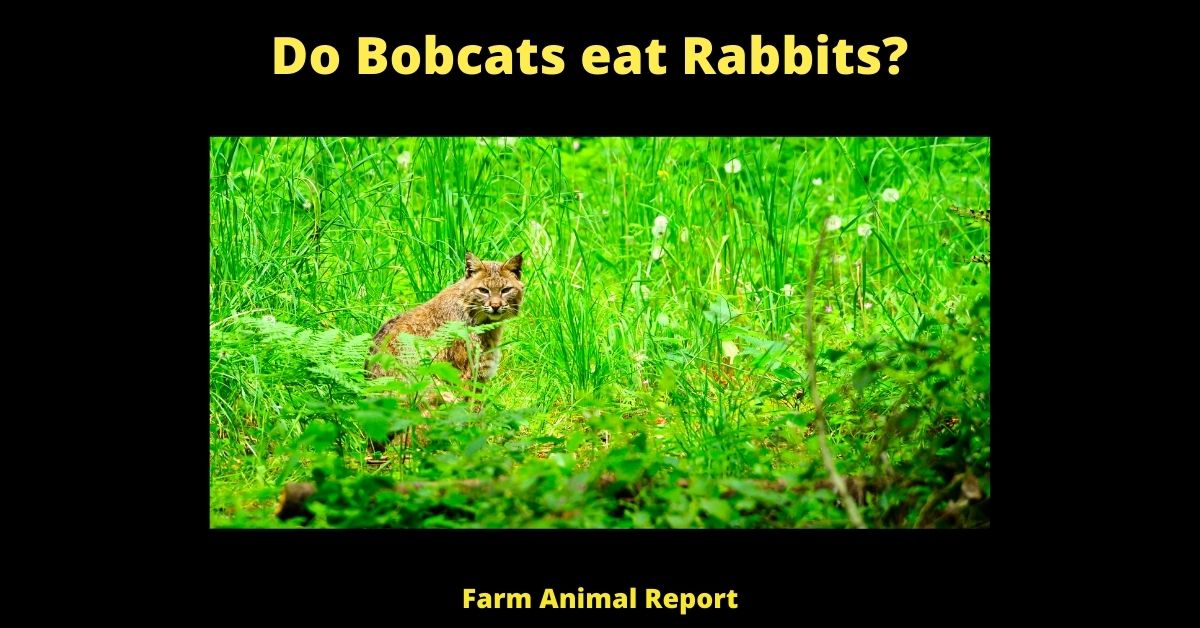 Do Bobcats eat Rabbits? 3