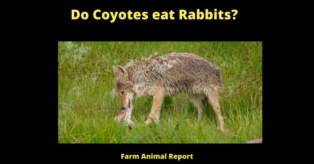 7 Preventions: Do Coyotes eat Rabbits | Rabbit 2