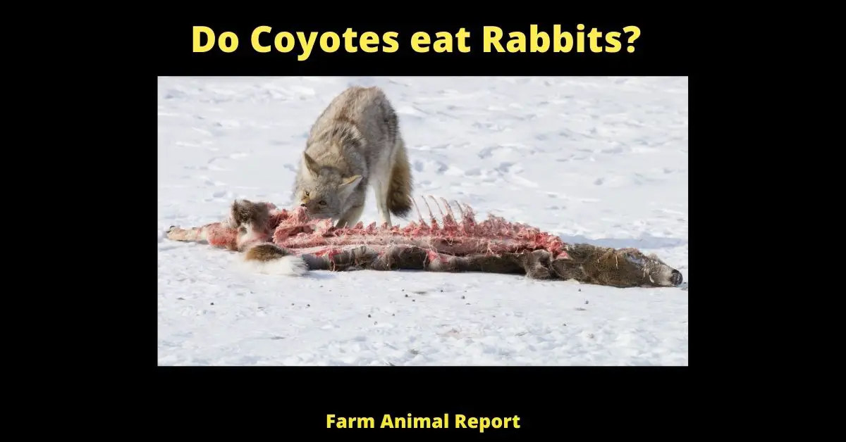 7 Preventions: Do Coyotes eat Rabbits | Rabbit 3