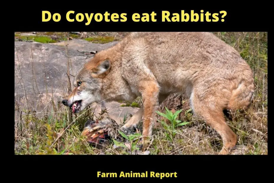 Do Coyotes eat Rabbits? coyote eating rabbit coyote eats rabbit