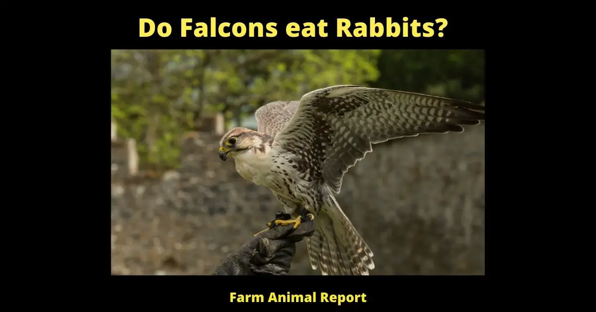 Do Falcons eat Rabbits? 1