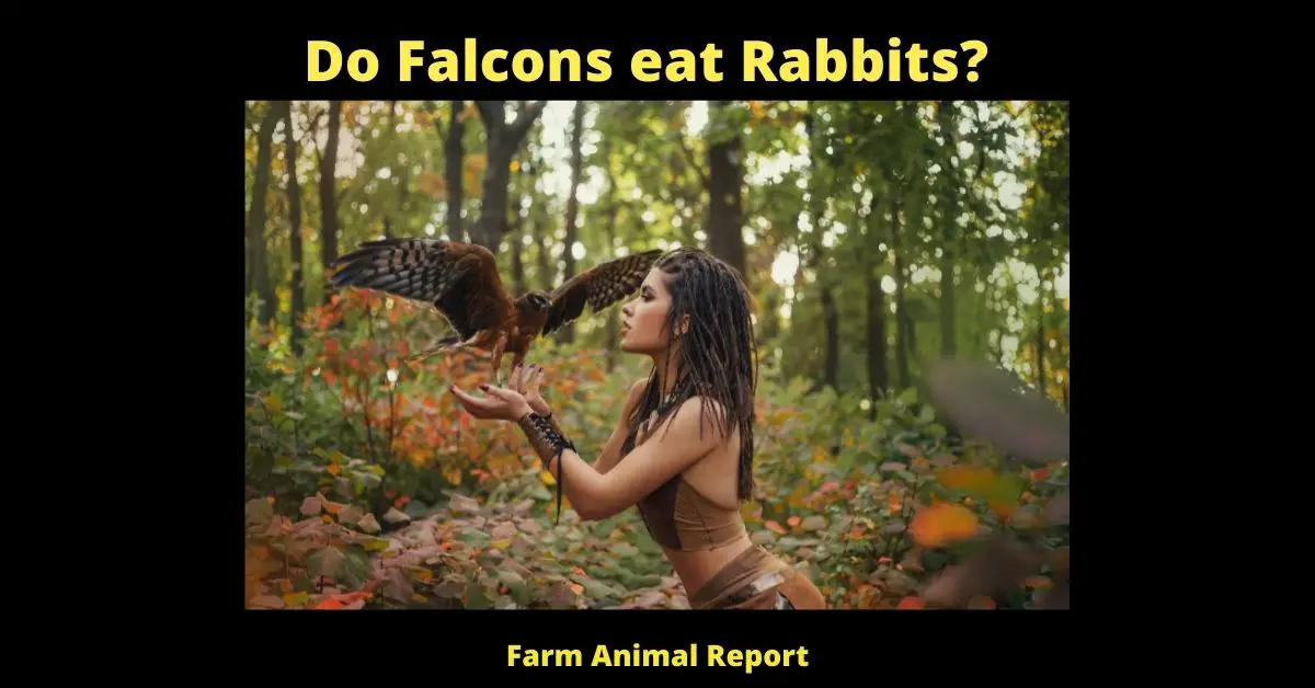 Do Falcons eat Rabbits? (2023) 2