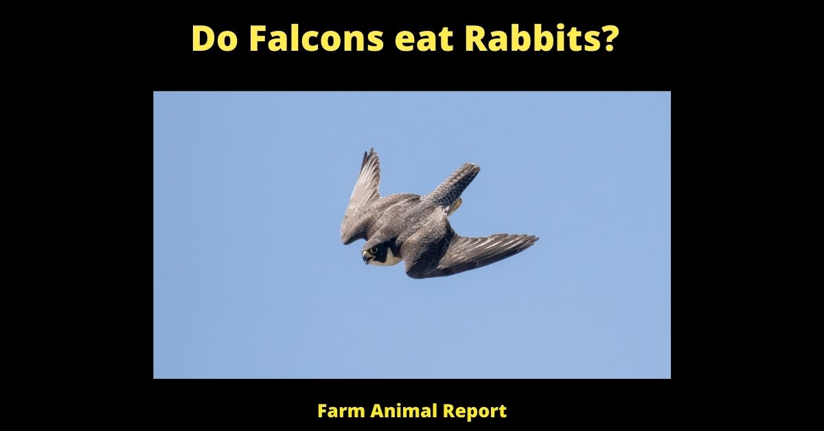 Do Falcons eat Rabbits? (2023) 3