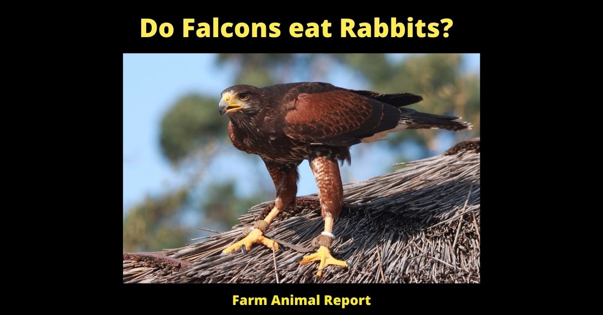 Do Falcons eat Rabbits? 5