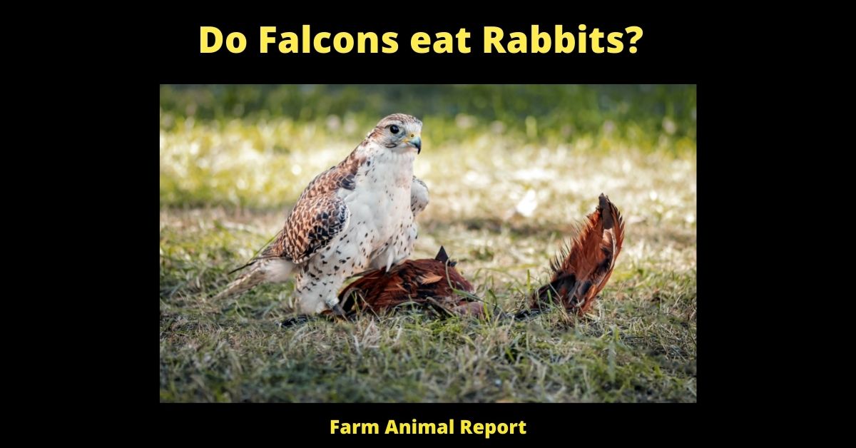 Do Falcons eat Rabbits? 6