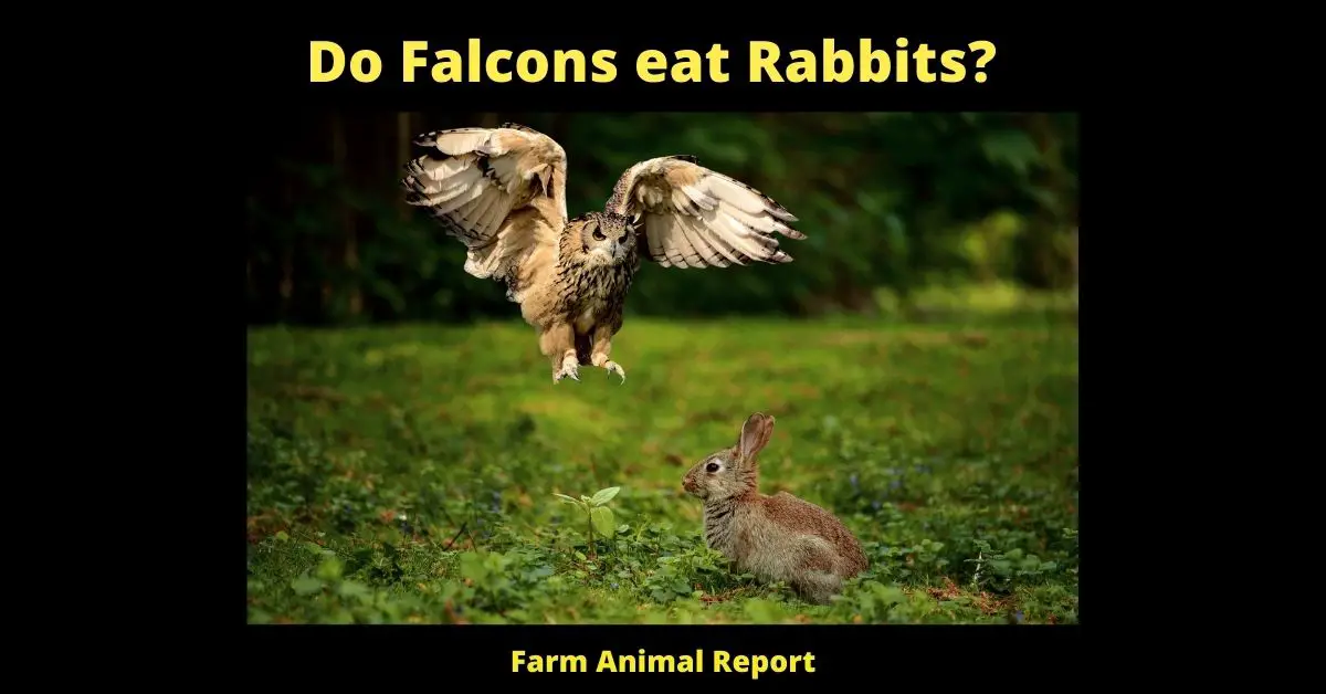 Do Falcons eat Rabbits? 7
