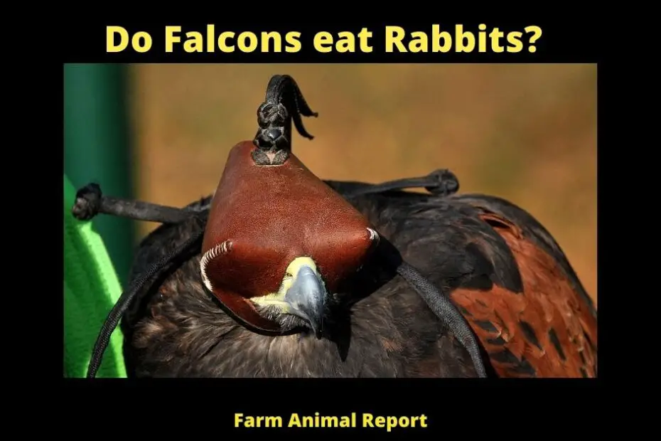 Do Falcons eat Rabbits?