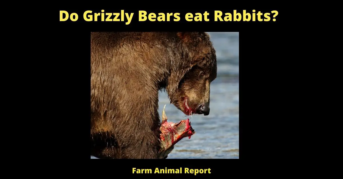 Appetizer: Do Bears eat Rabbits? 1