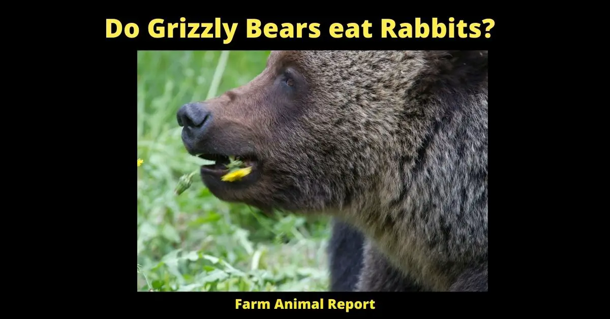 Do Bears eat Rabbits