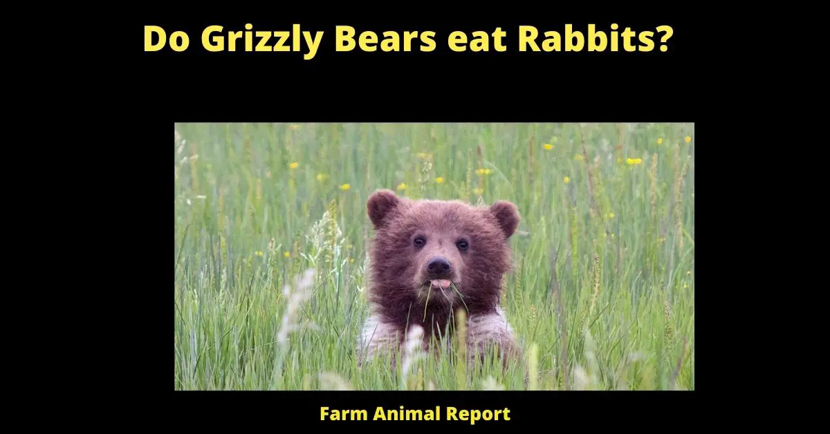 Appetizer: Do Bears eat Rabbits? 3