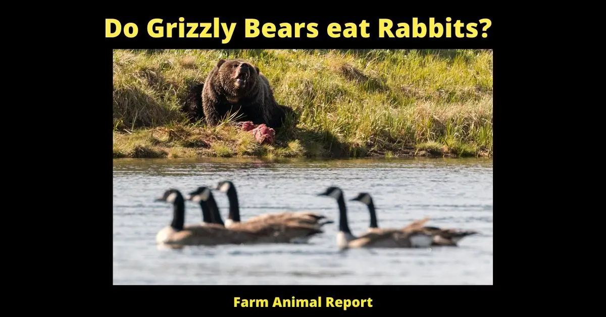 Appetizer: Do Bears eat Rabbits? 4