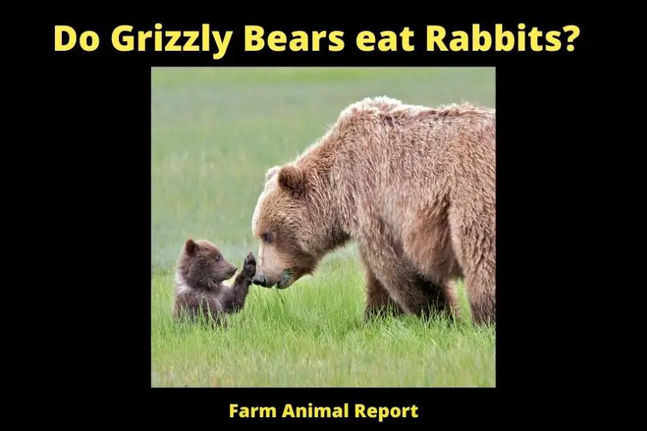 Do Grizzly Bears eat Rabbits?