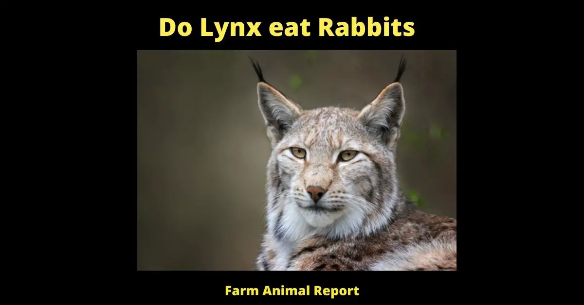 7 Preventions: Do Lynx eat Rabbits? 2