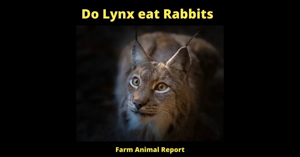 7 Preventions: Do Lynx eat Rabbits? 4