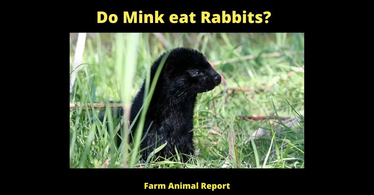 11 Safeguards: Do Mink eat Rabbits? 2
