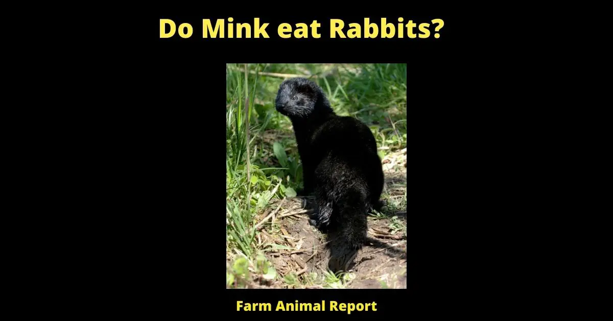 11 Safeguards: Do Mink eat Rabbits? 4