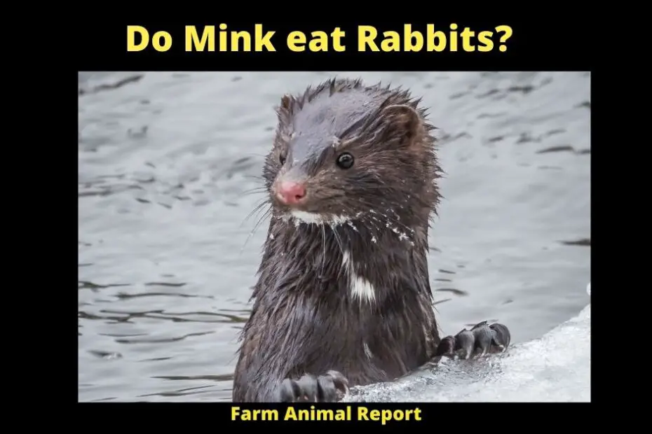 Do Mink eat Rabbits?