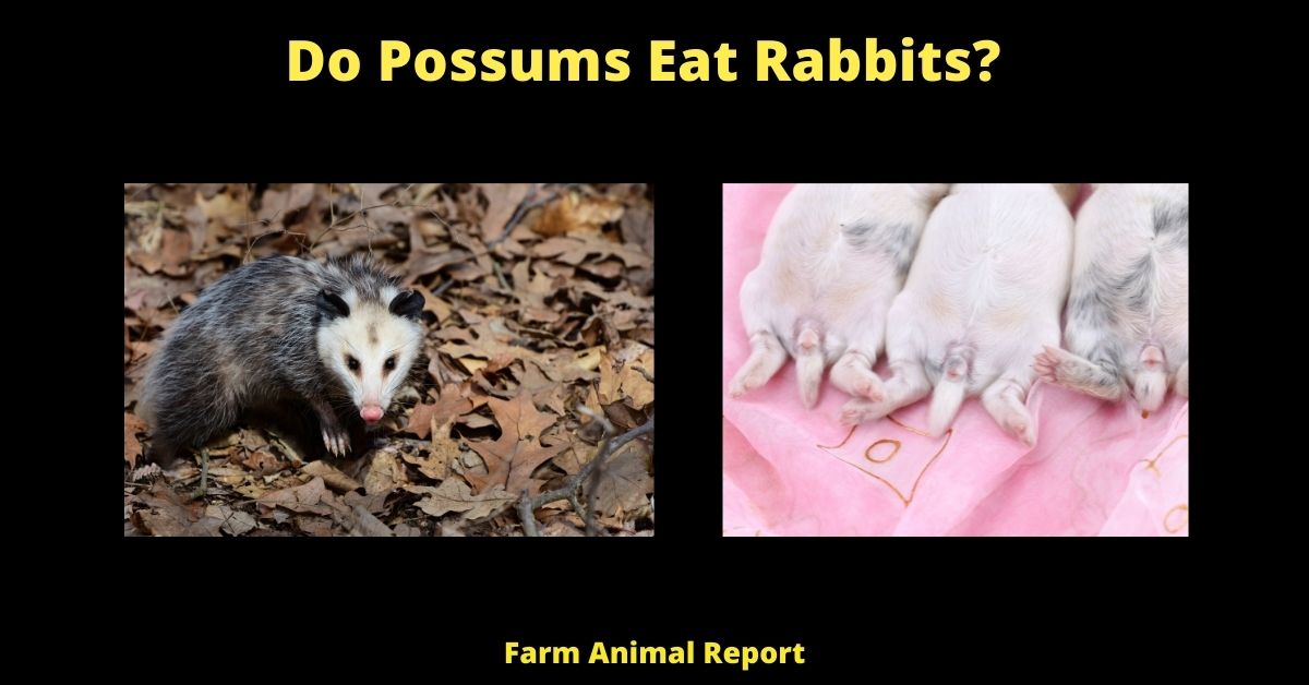 Urgent: Do Possums Eat Rabbits | Rabbit 1