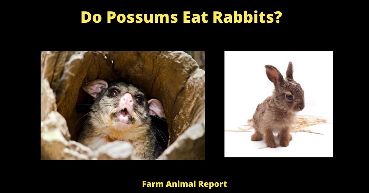 Urgent: Do Possums Eat Rabbits | Rabbit 2