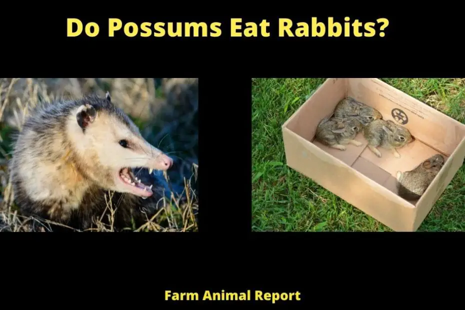 Do Possums Eat Rabbits?