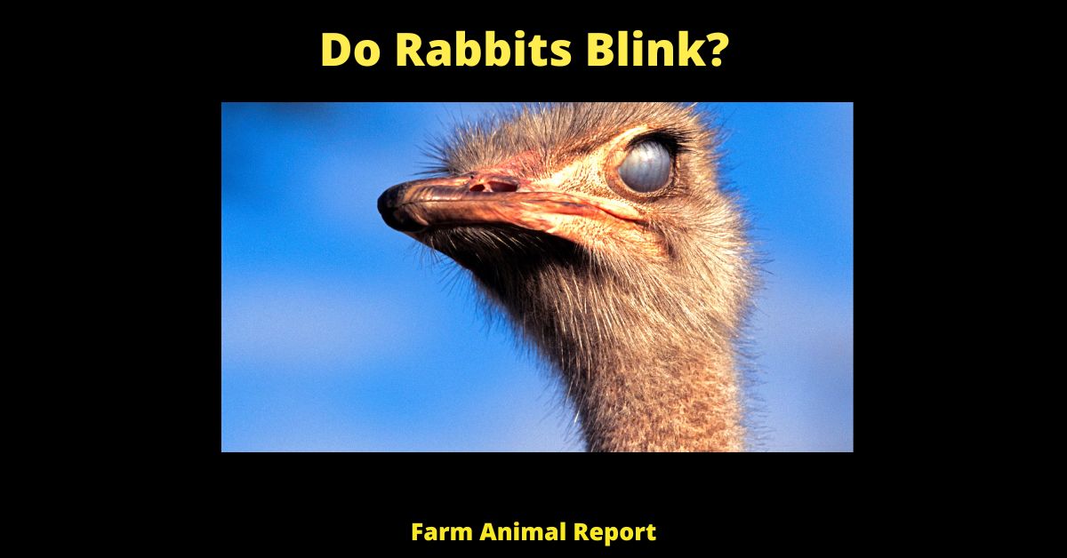 Quick: Do Rabbits Blink? 1