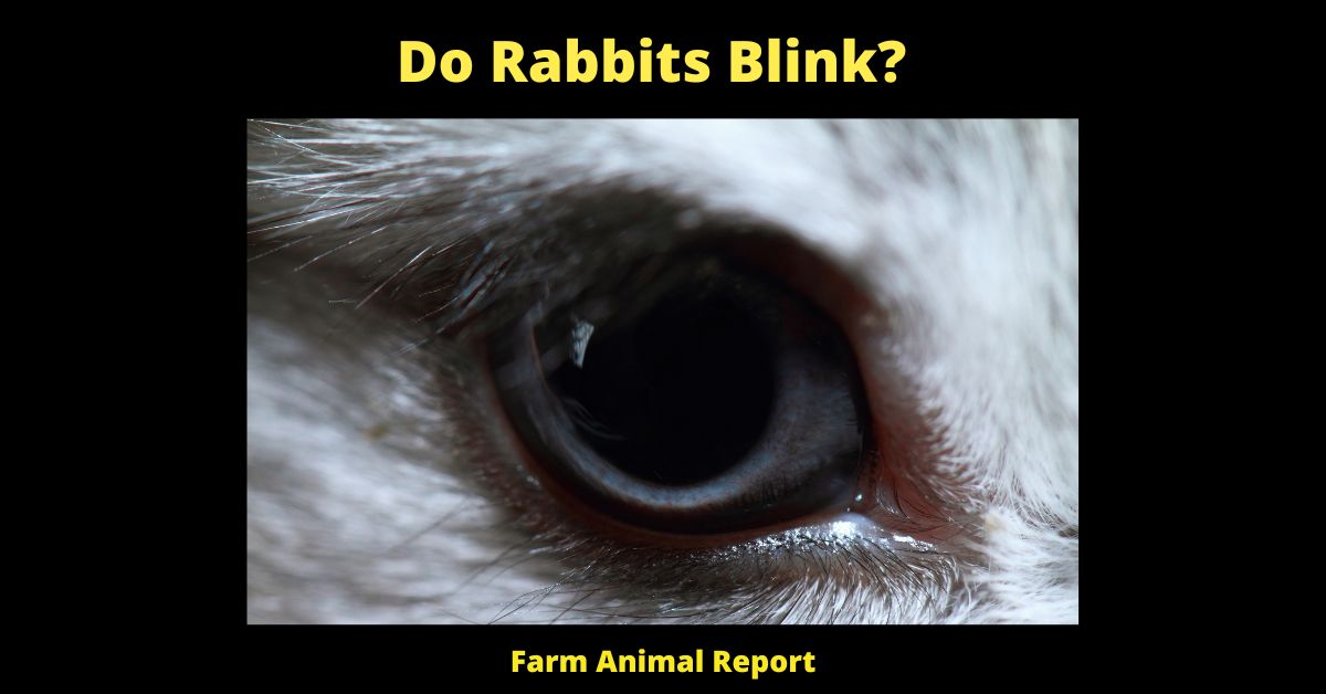 Quick: Do Rabbits Blink? 2