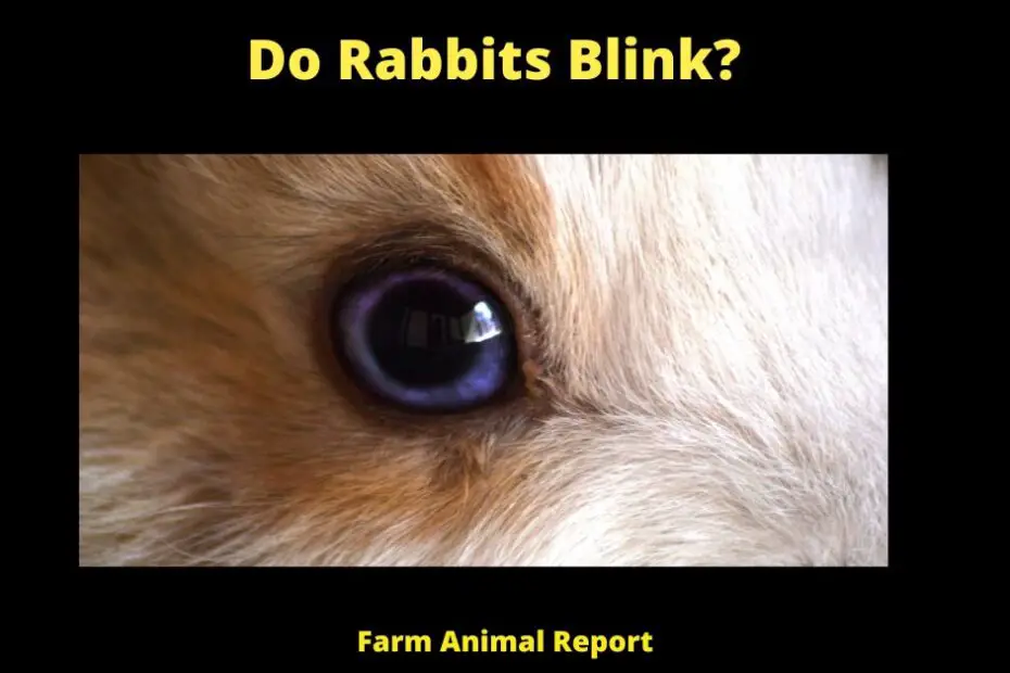 Do Rabbits Blink?