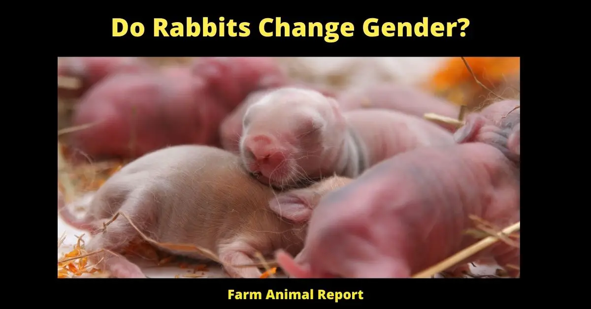 9 Tested Facts: Do Rabbits Change Gender? 1