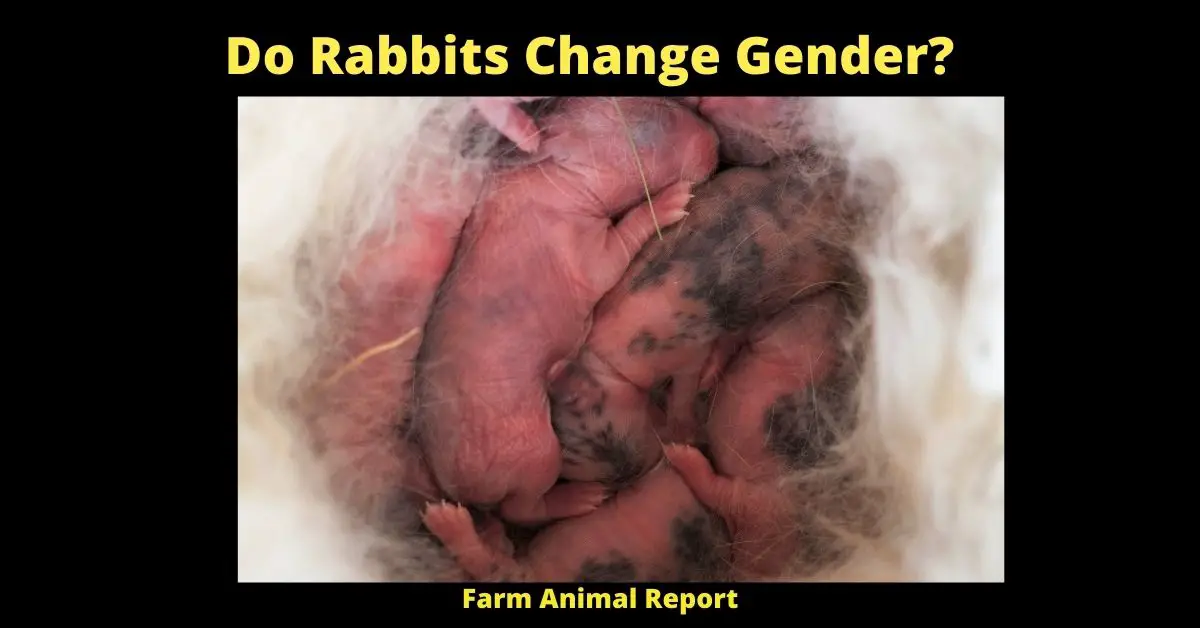 9 Tested Facts: Do Rabbits Change Gender? 2